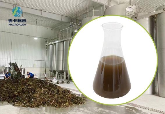 Brown Algae Extract: Ranking the Top 10 Options
